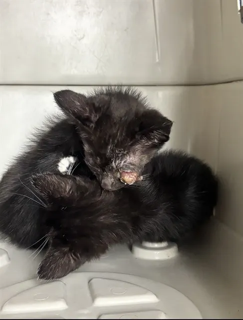 Biscuit