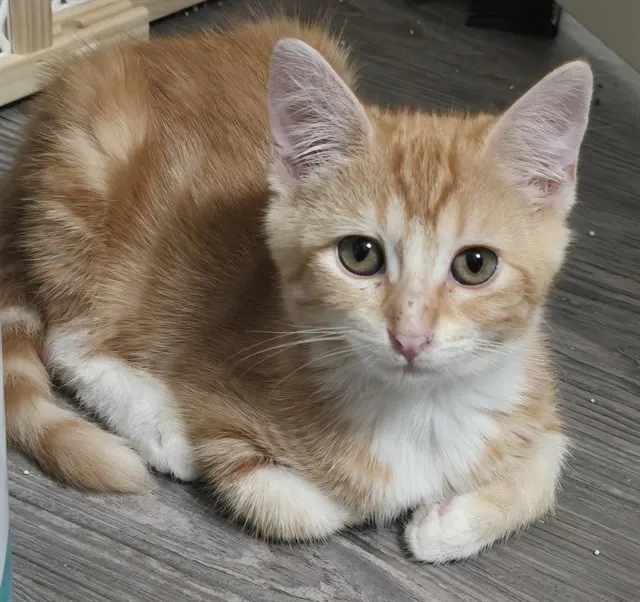 Clementine - In Foster
