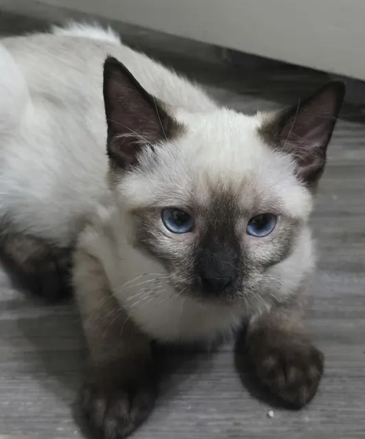 Gizmo - In Foster