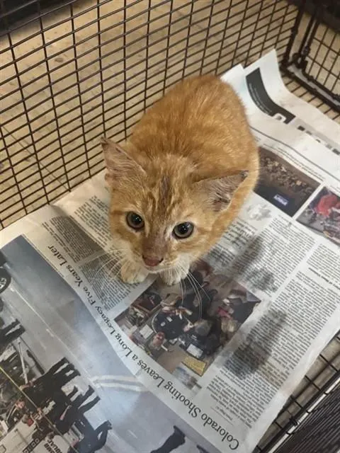 Adoptable Cat