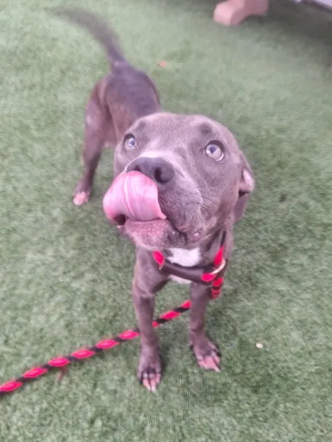 Coco