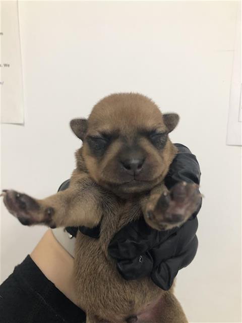 Adoptable Dog