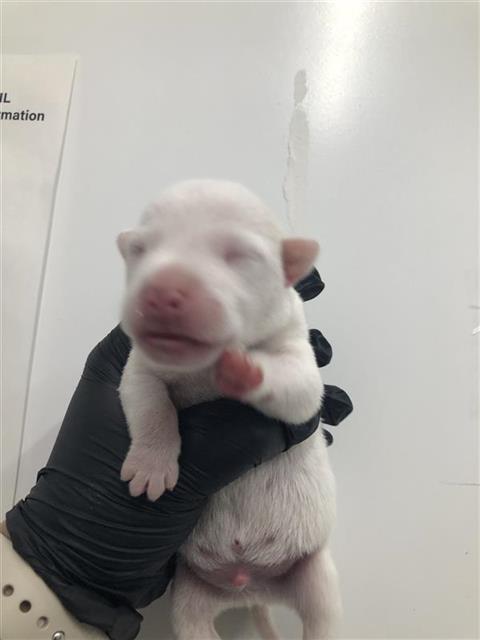 Adoptable Dog