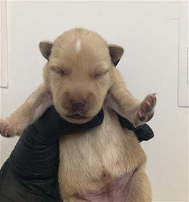 Adoptable Dog
