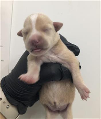 Adoptable Dog