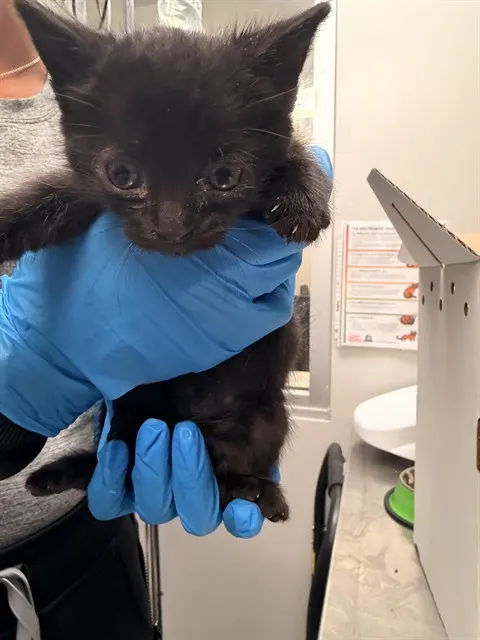 Salem