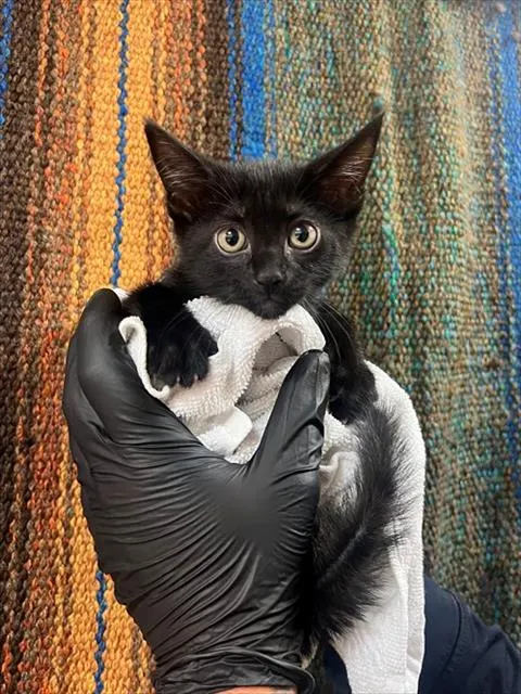 Bellatrix