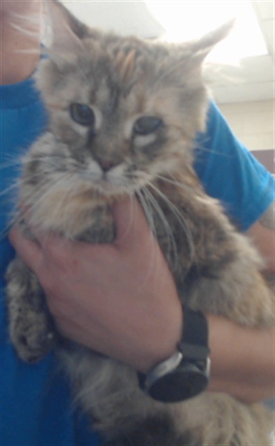 Adoptable Cat