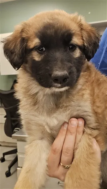 Kai