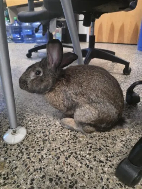 Bob