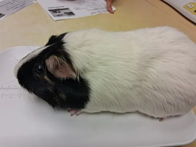 Oreo
