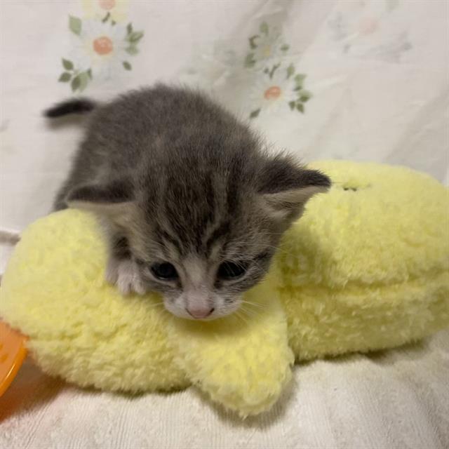 Adoptable Cat