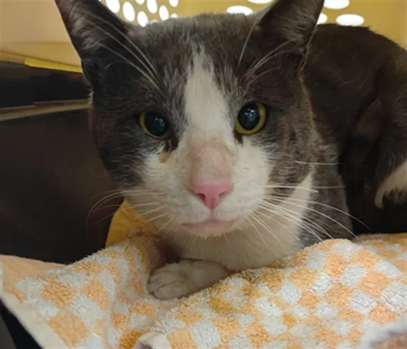 Adoptable Cat