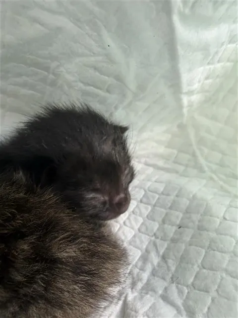 Adoptable Cat