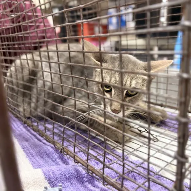 Adoptable Cat