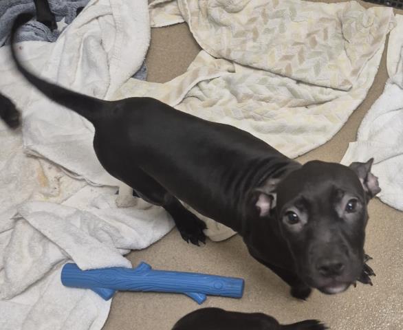 Lulu