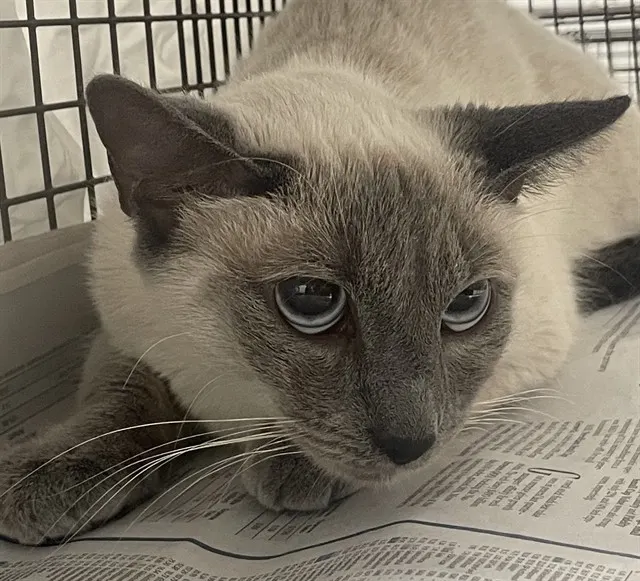 Adoptable Cat