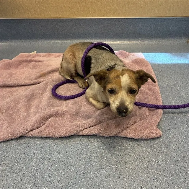 Adoptable Dog