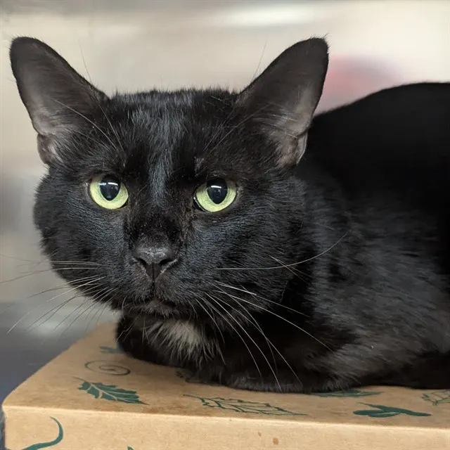 Salem