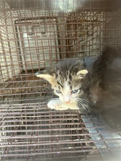 Adoptable Cat