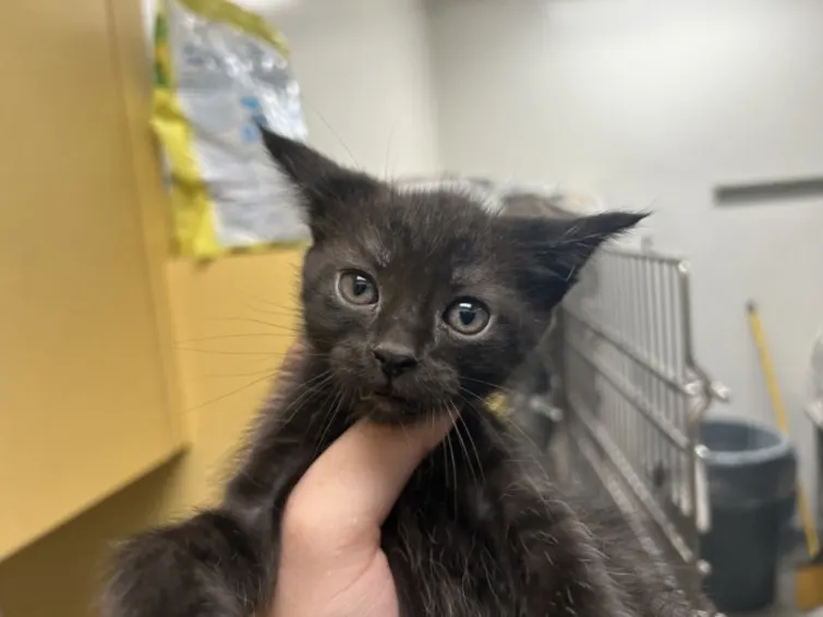 Finn