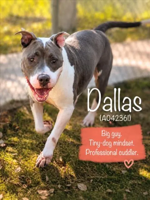 Dallas
