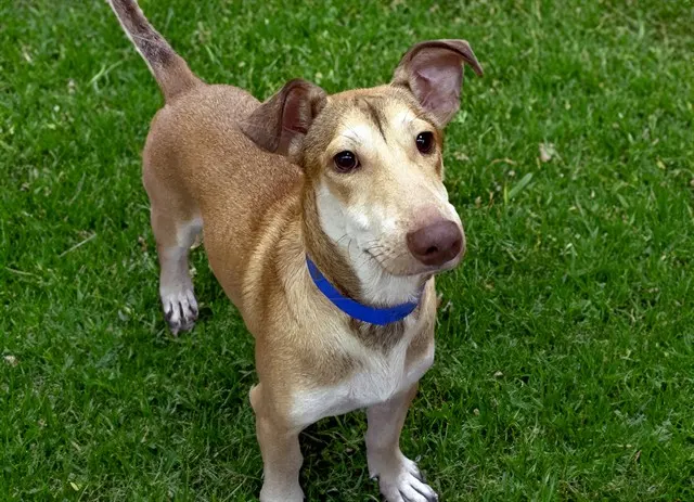 Tyson