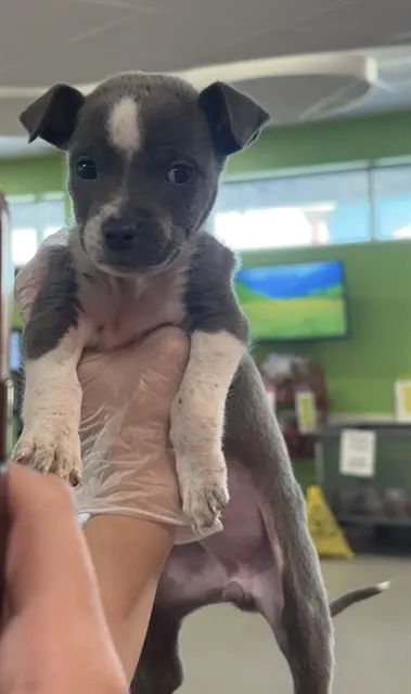 Adoptable Dog