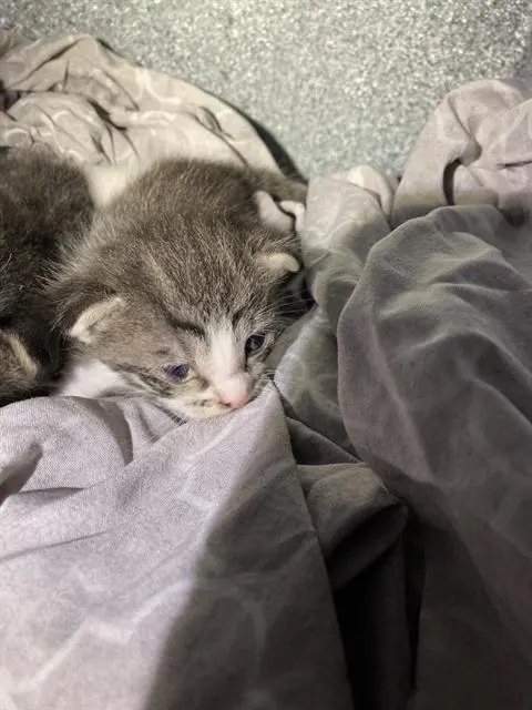 Daphne