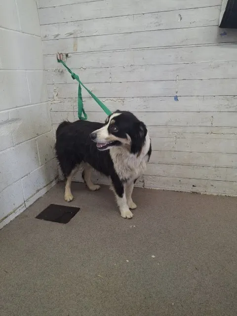 Fiona