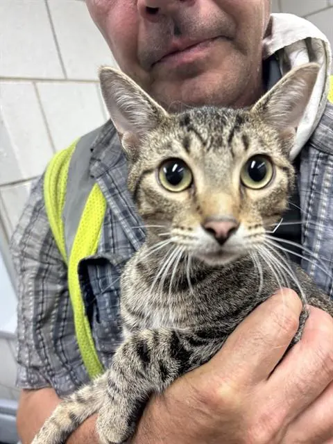 Adoptable Cat