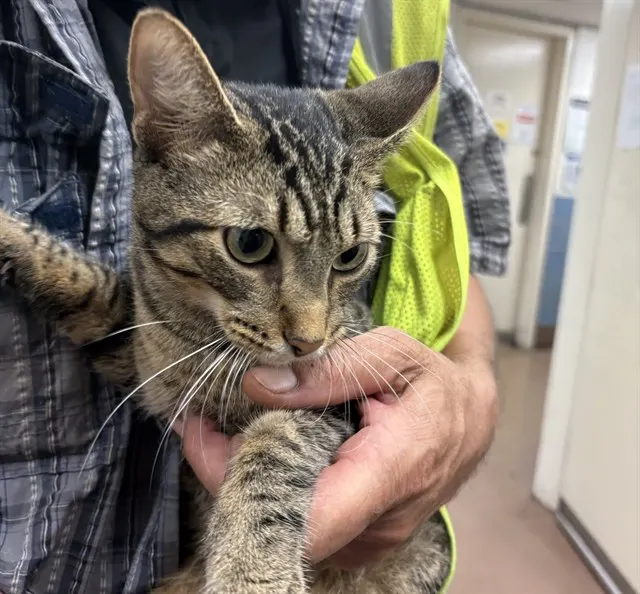 Adoptable Cat