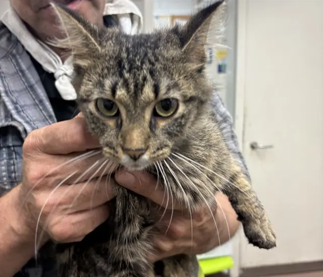 Adoptable Cat