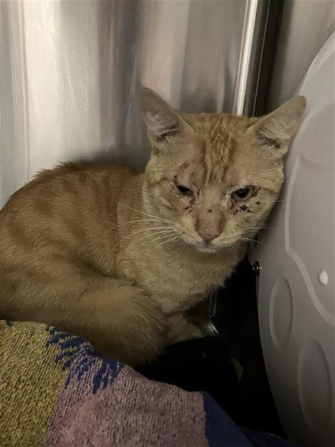 Adoptable Cat