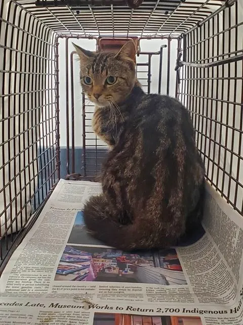 Adoptable Cat