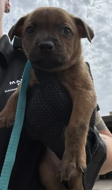 Petunia
