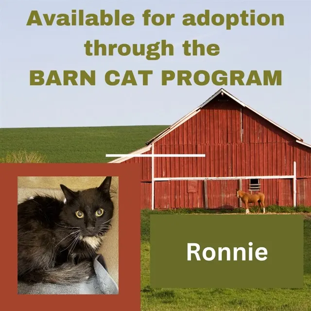 Ronnie Barn Cat