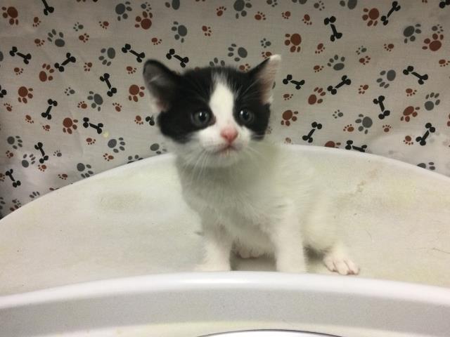Finn