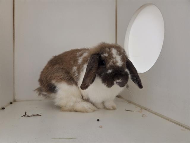 Obi Bun Kenobi
