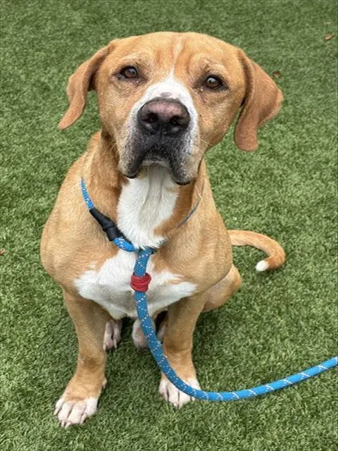 Shelter Staff Named Me *Flubber