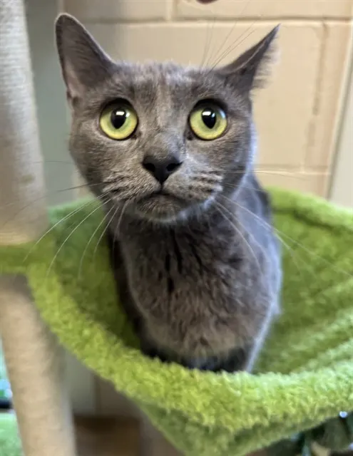 Shelter Staff Named Me *Marianne Thornberry Vcashter