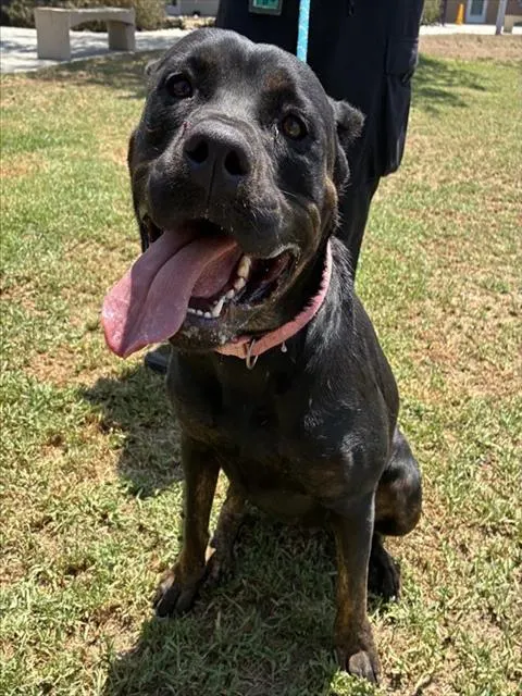 Roxy