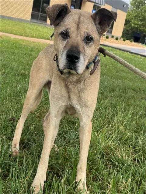Rufus