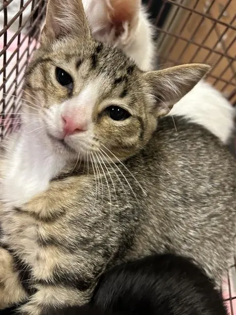 *Lynx