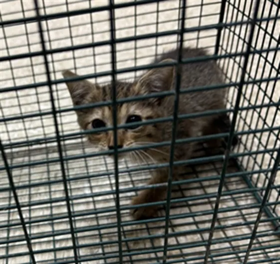 Adoptable Cat