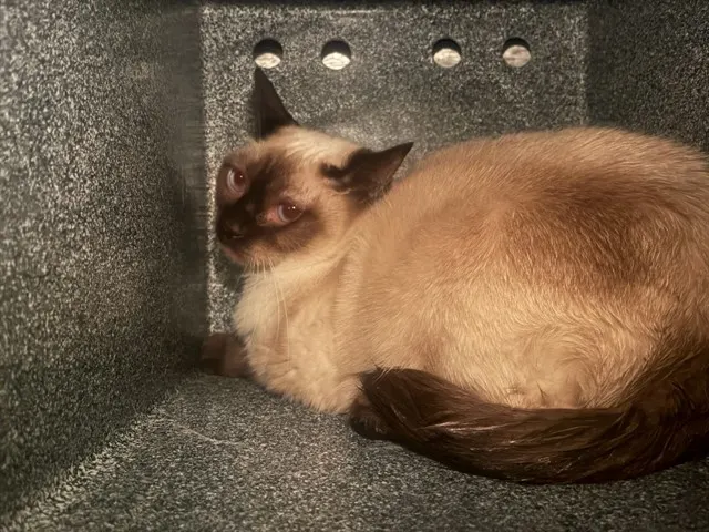 Tammy