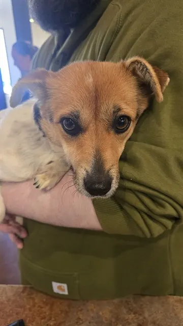 Adoptable Dog