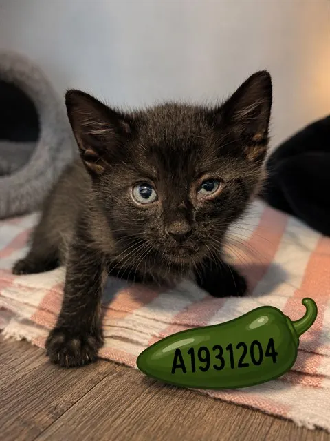 Jalapeno