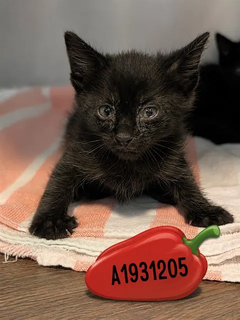 Pepper