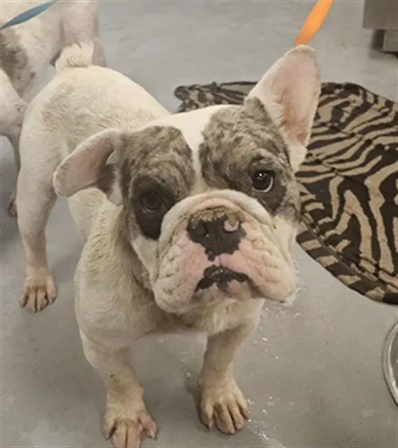 Adoptable Dog